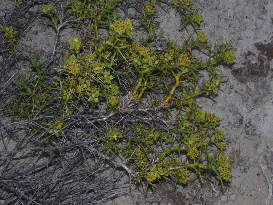 Apiaceae Mulinum spinosum