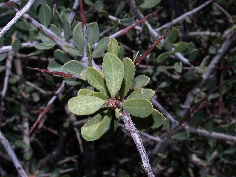 Anacardiaceae Schinus johnstonii