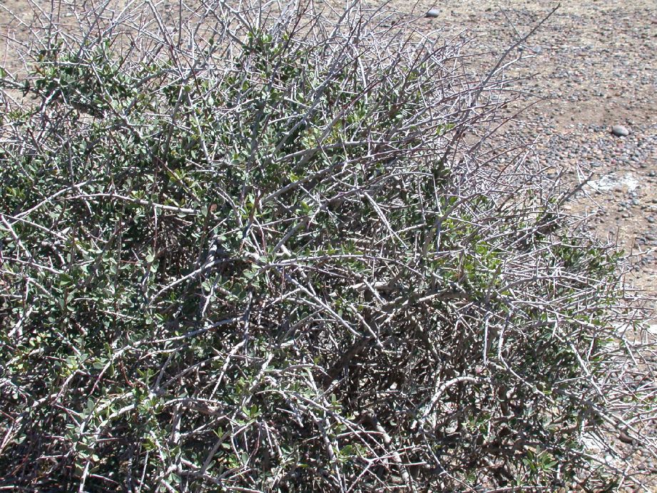Anacardiaceae Schinus johnstonii