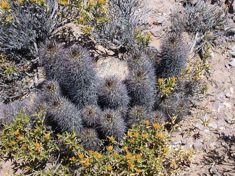Cactaceae Austrocactus patagonicus