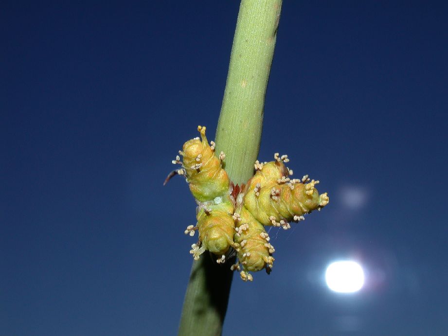 Ephedraceae Ephedra ochreata