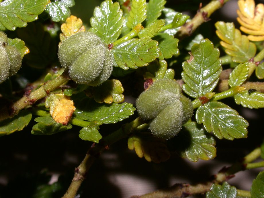 Zygophyllaceae Larrea nitida