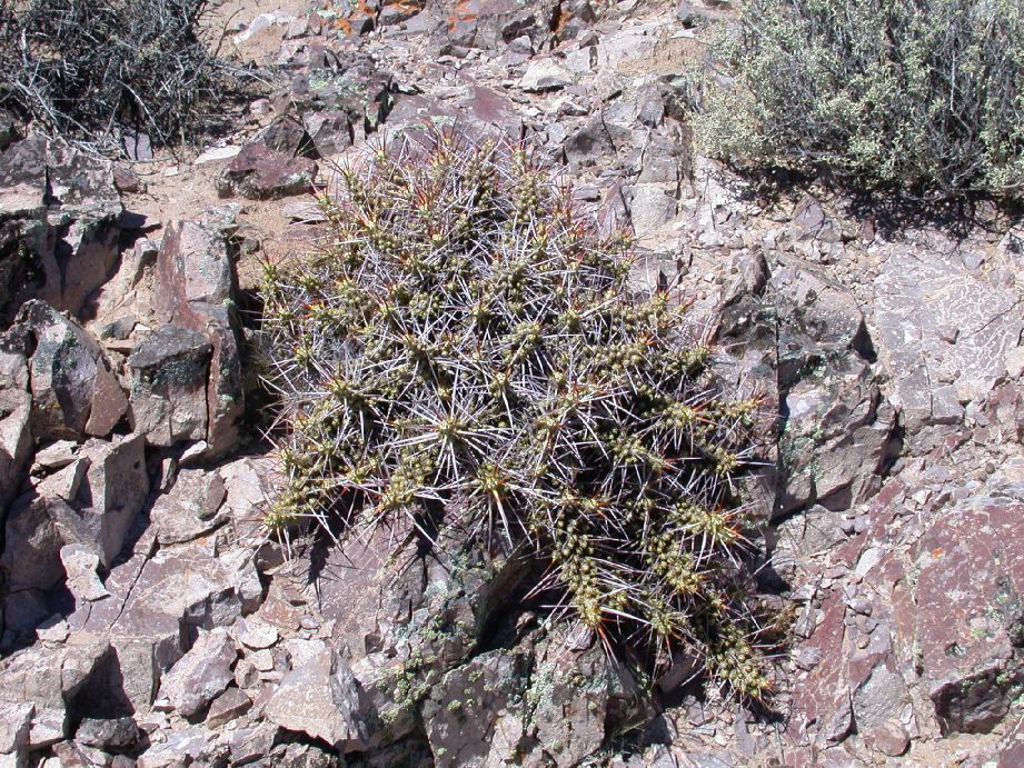 Cactaceae Maihuenia patagonica