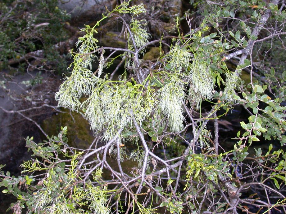 Misodendraceae Misodendrum punctulatum