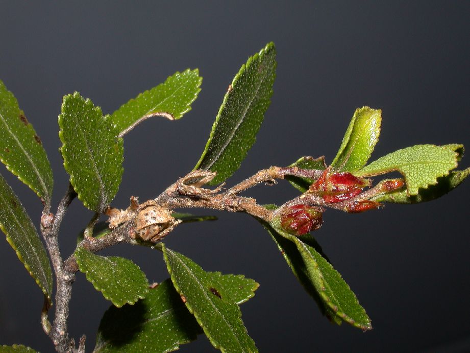 Nothofagaceae Nothofagus betuloides