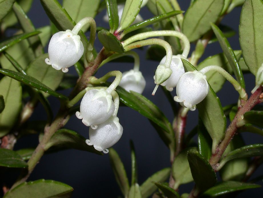 Ericaceae Pernettya myrtilloides
