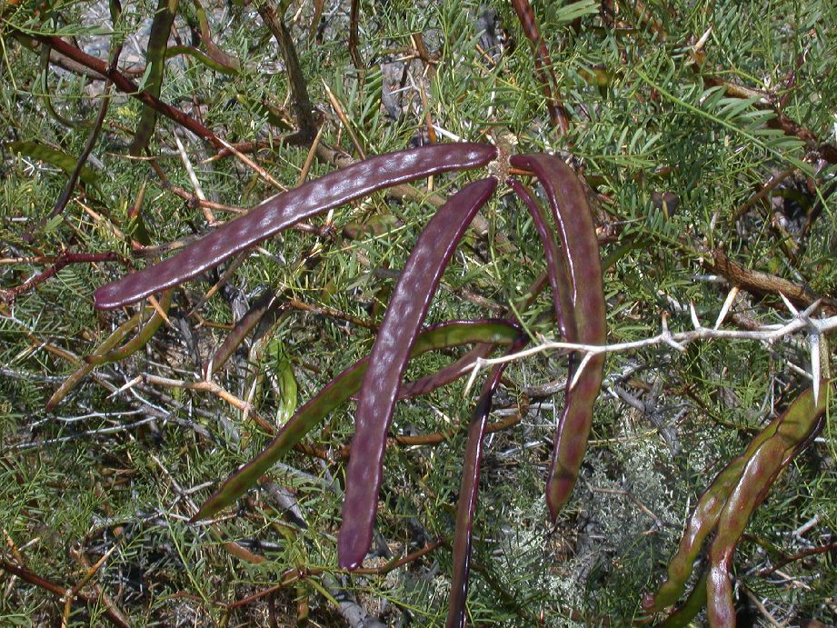 Fabaceae Prosopis alpataco