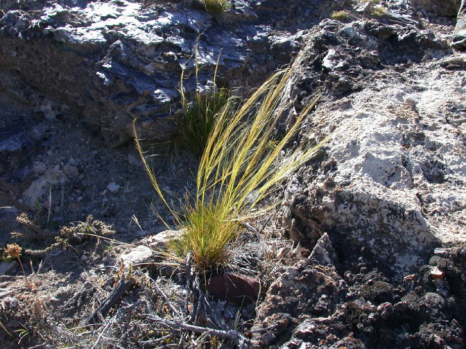 Poaceae Stipa speciosa