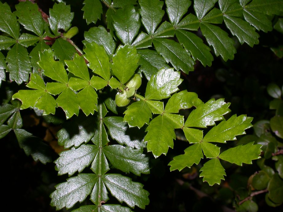 Cunoniaceae Weinmannia trichosperma
