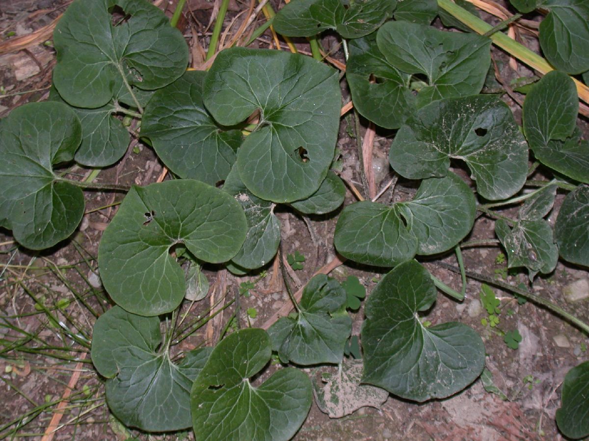 Aristolochiaceae Asarum 
