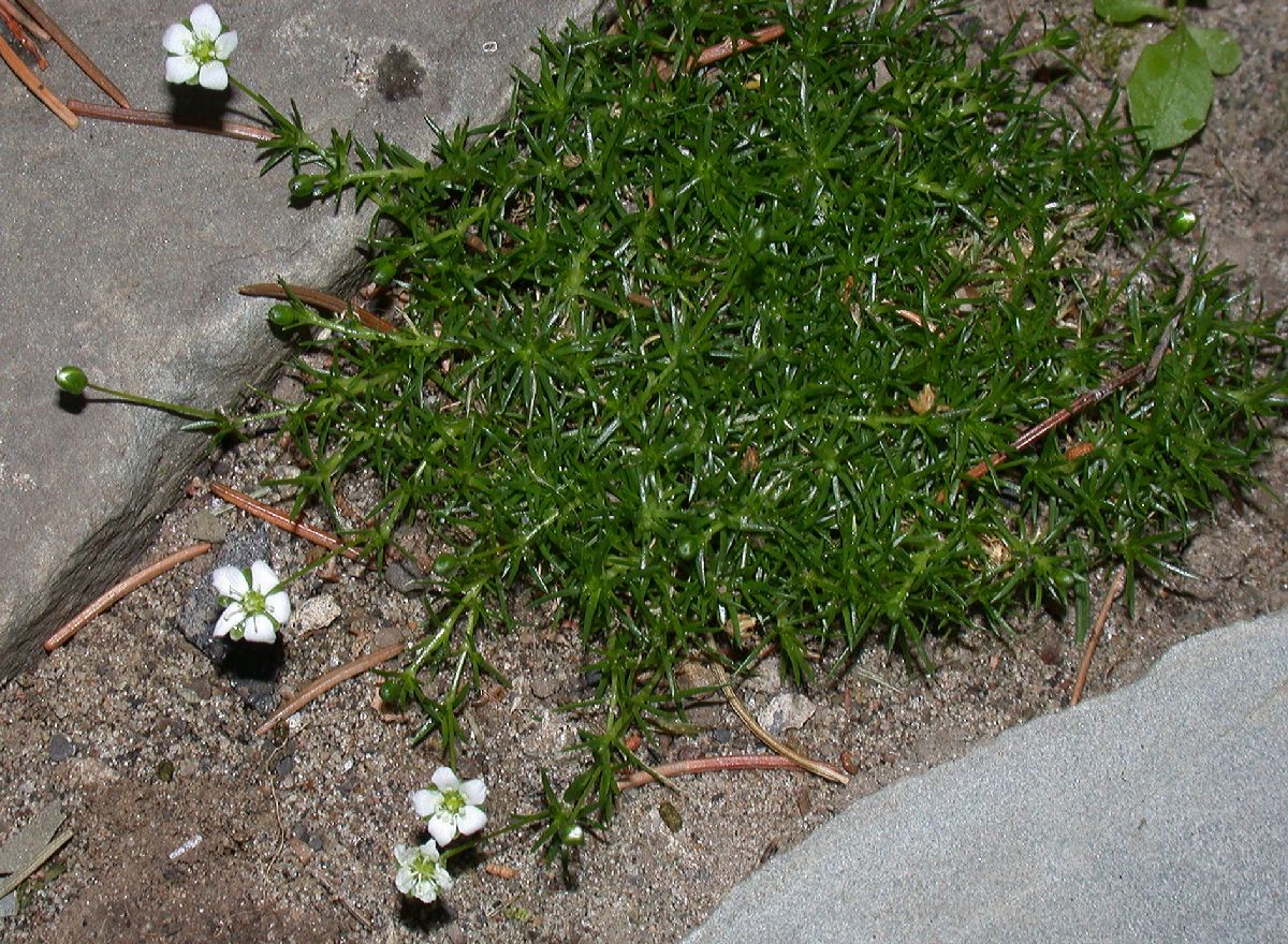 Caryophyllaceae Sagina subulata