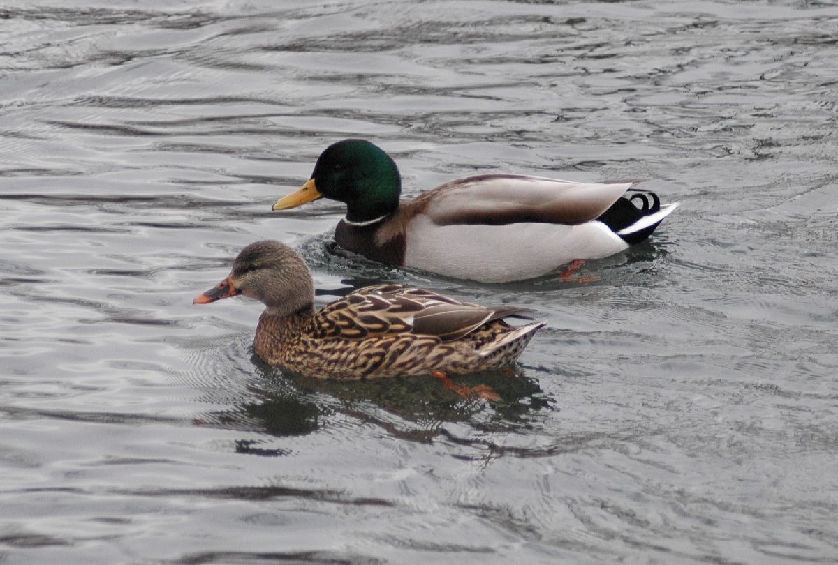 Anatidae Anas platyrhynchos