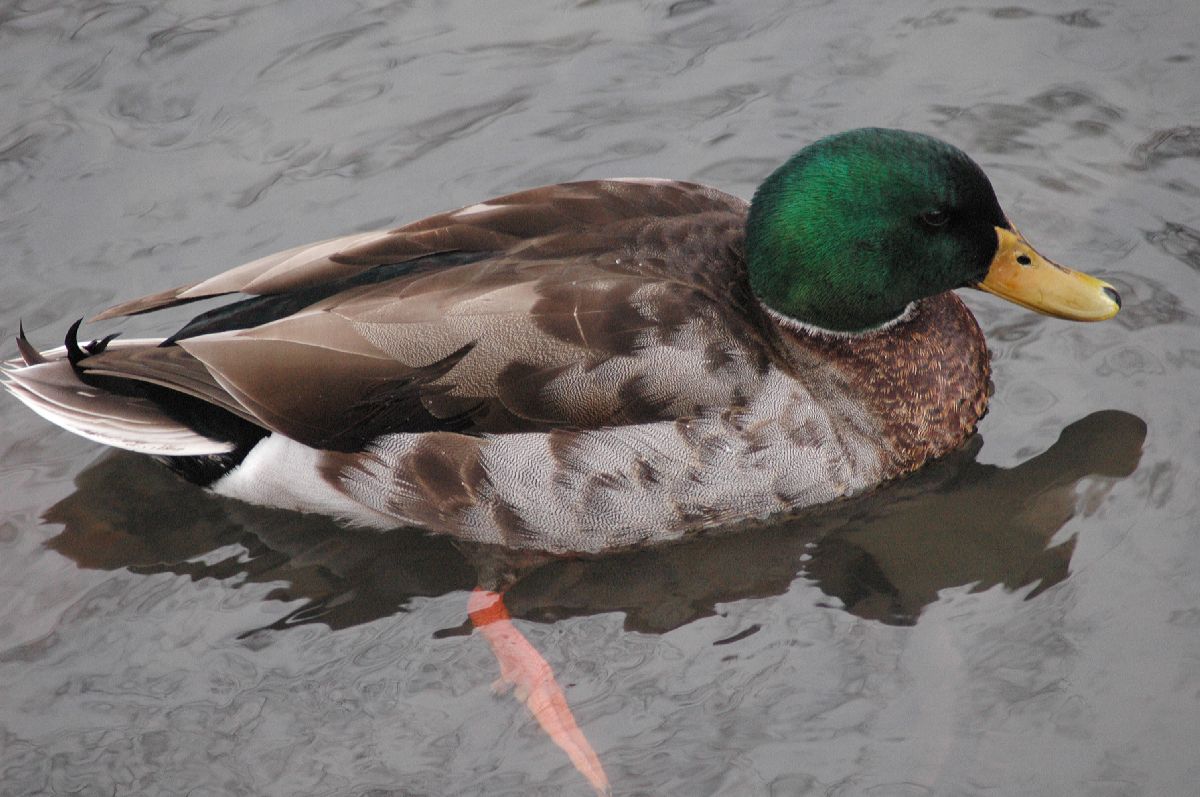 Anatidae Anas platyrhynchos