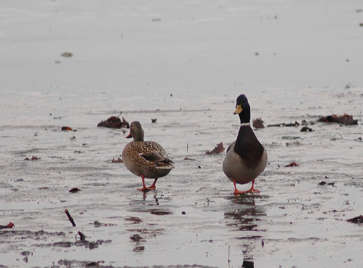 Anatidae Anas platyrhynchos