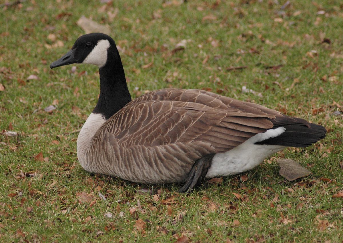 Anatidae Branta canadensis