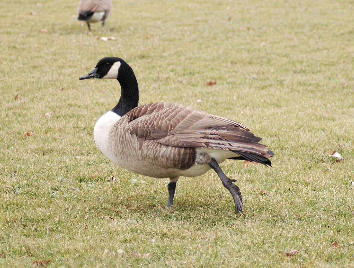 Anatidae Branta canadensis