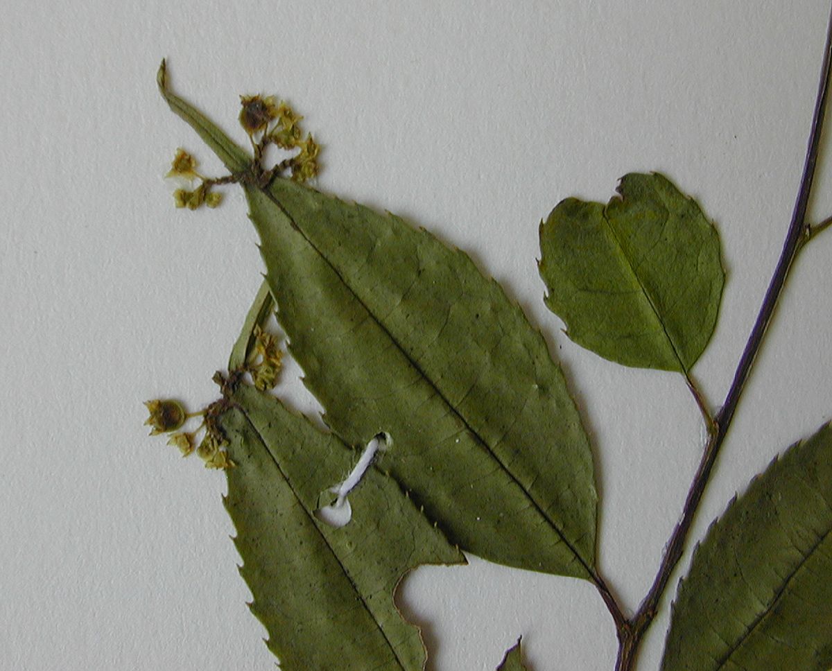 Phyllonomaceae Phyllonoma laticuspis