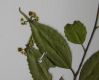 image of Phyllonoma laticuspis