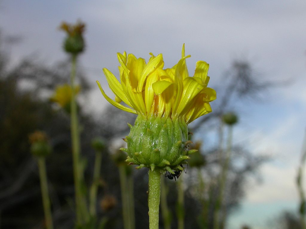 Asteraceae Grindelia chiloensis