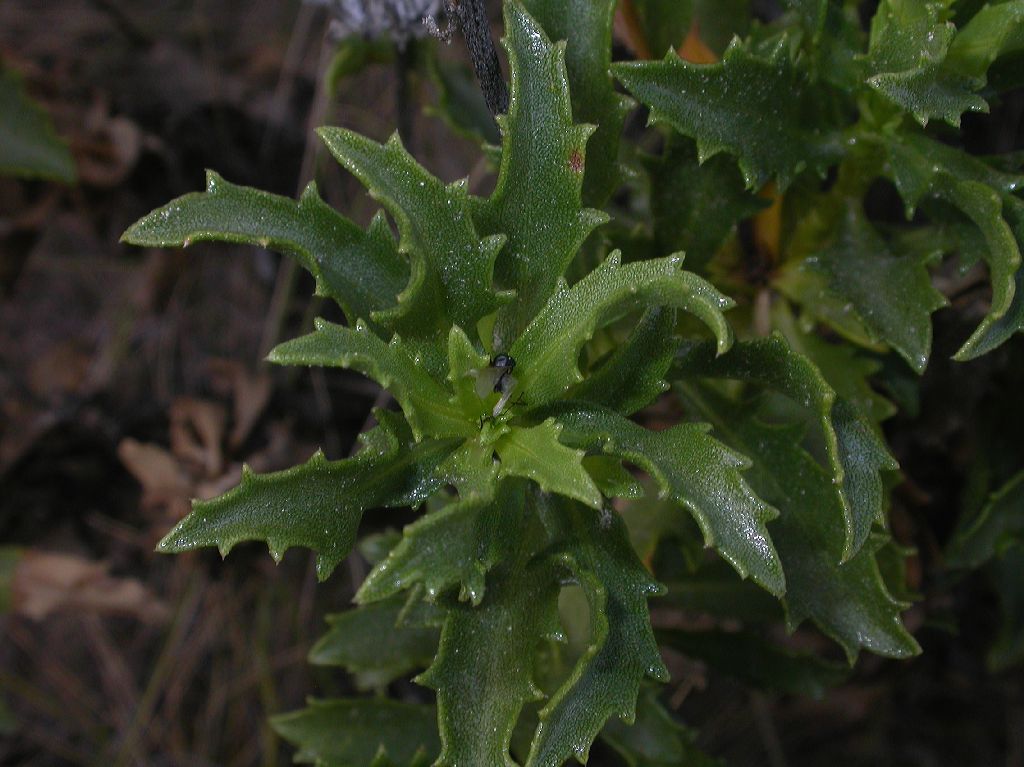 Asteraceae Grindelia chiloensis