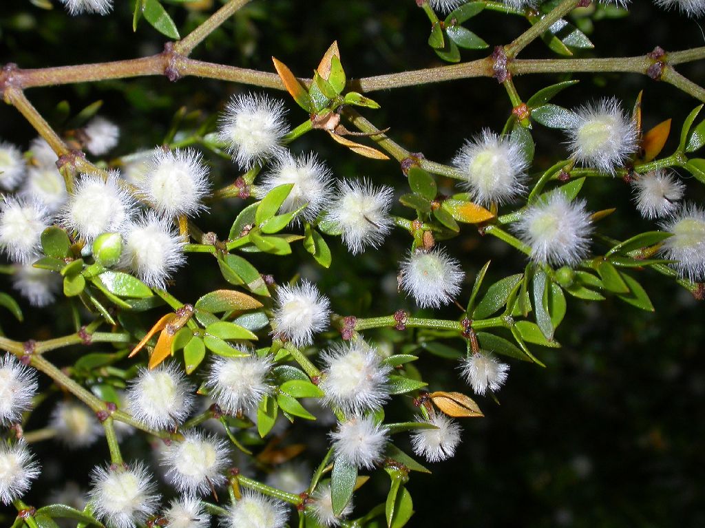 Zygophyllaceae Larrea divaricata