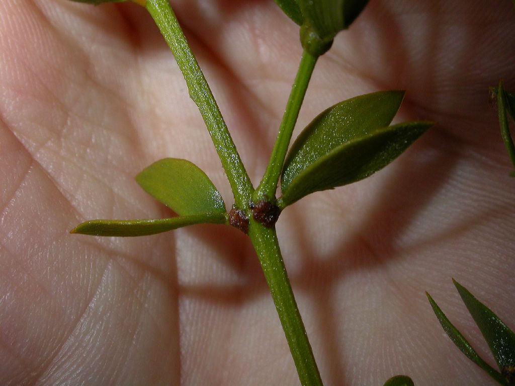 Zygophyllaceae Larrea divaricata