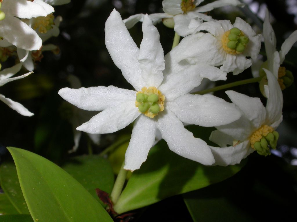 Winteraceae Drimys winteri