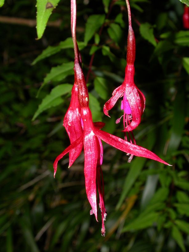 Onagraceae Fuchsia magelanica