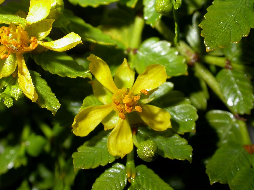 Zygophyllaceae Larrea nitida