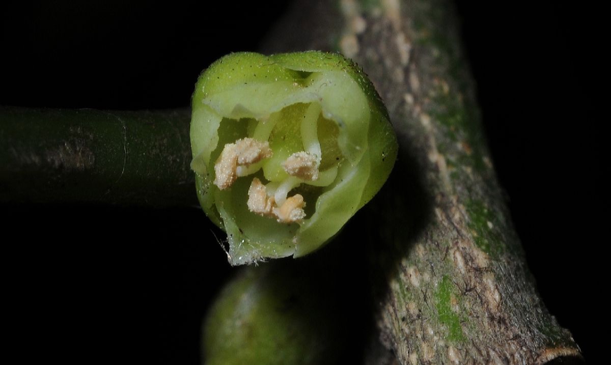 Sapotaceae Chrysophyllum gonocarpum