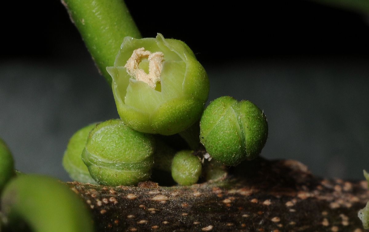 Sapotaceae Chrysophyllum gonocarpum