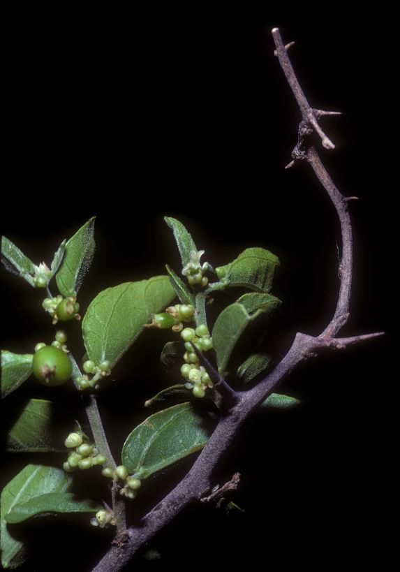 Cannabaceae Celtis pallida