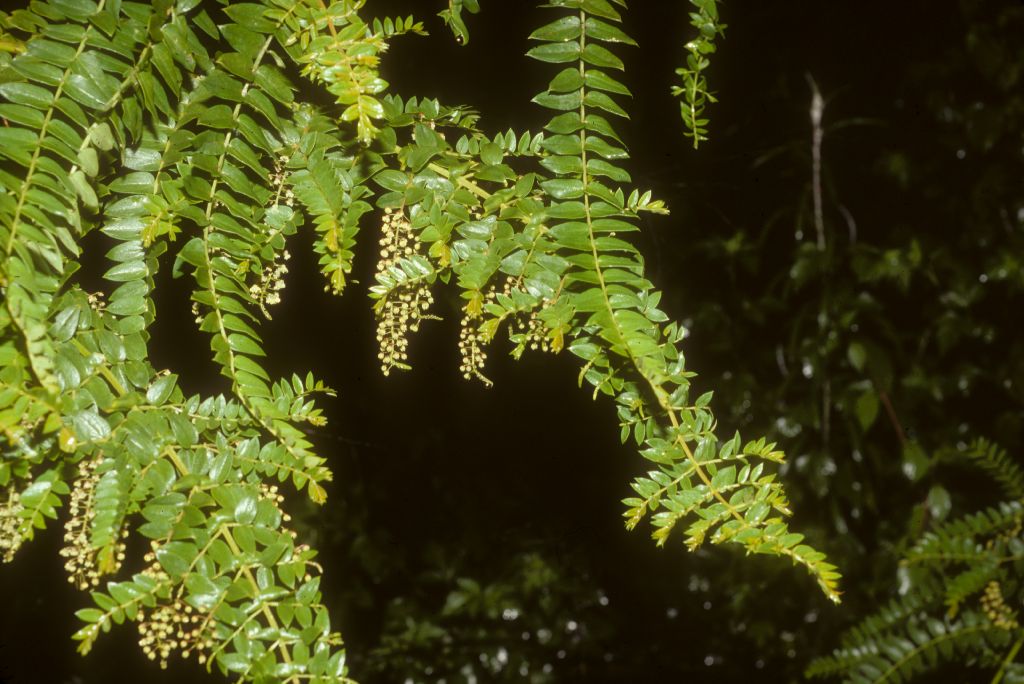 Coriariaceae Coriaria ruscifolia