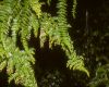 image of Coriaria ruscifolia