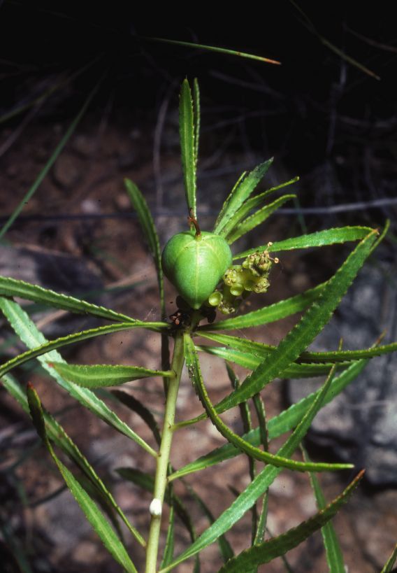 Euphorbiaceae Stillingia texana