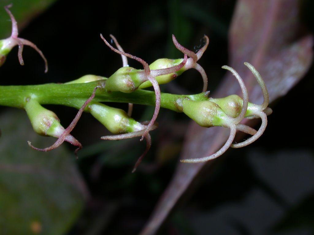 Euphorbiaceae Codiaeum 