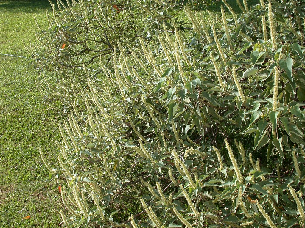 Euphorbiaceae Croton 