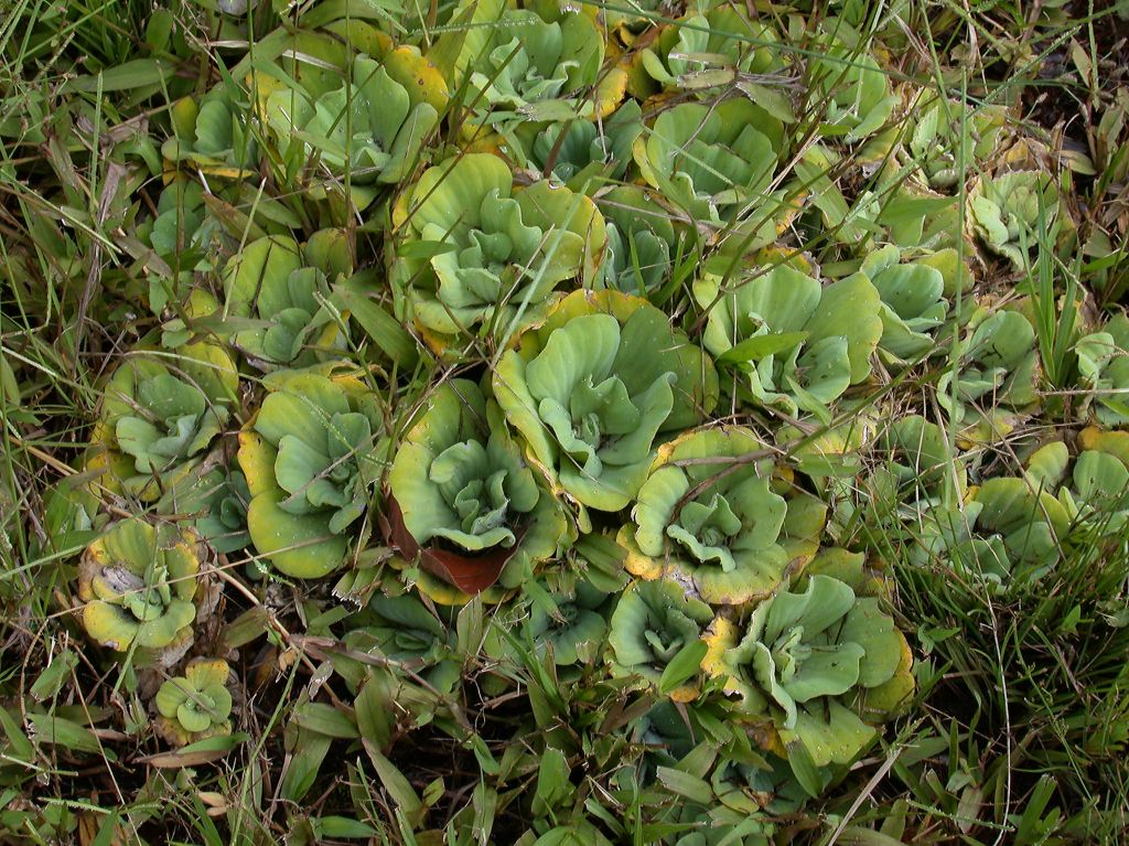 Araceae Pistia lactucoides