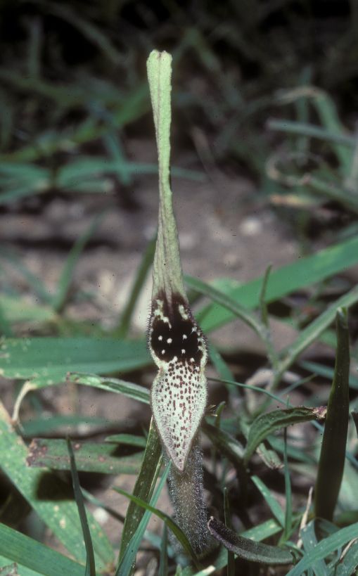 Aristolochiaceae Aristolochia longiflora