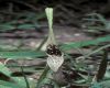 image of Aristolochia longiflora