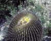image of Echinocactus platyacanthus
