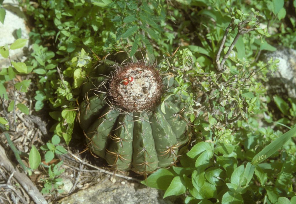 Cactaceae Melocactus 