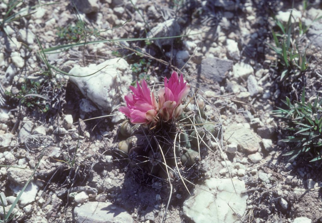 Cactaceae Thelocactus buekii