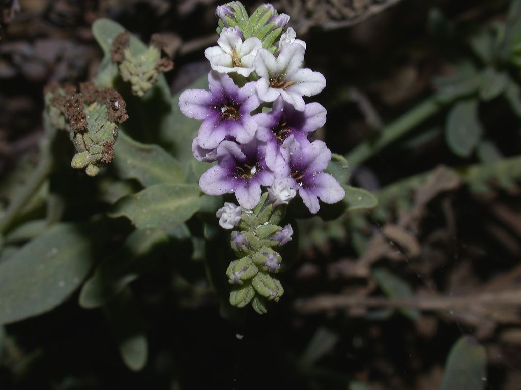 Heliotropiaceae Heliotropium curassavicum