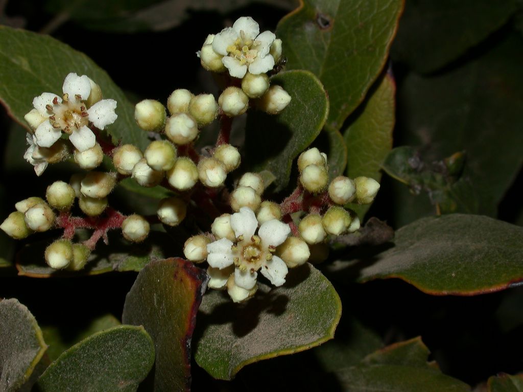 Rosaceae Heteromeles arbutifolia