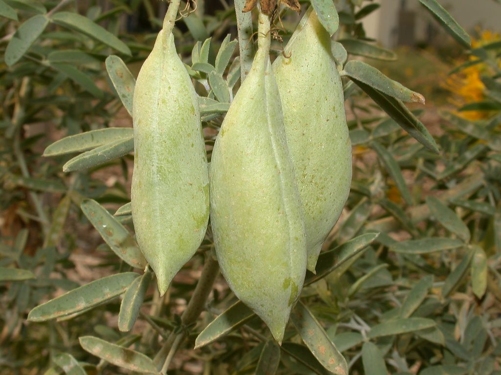 Cleomaceae Isomeris arborea