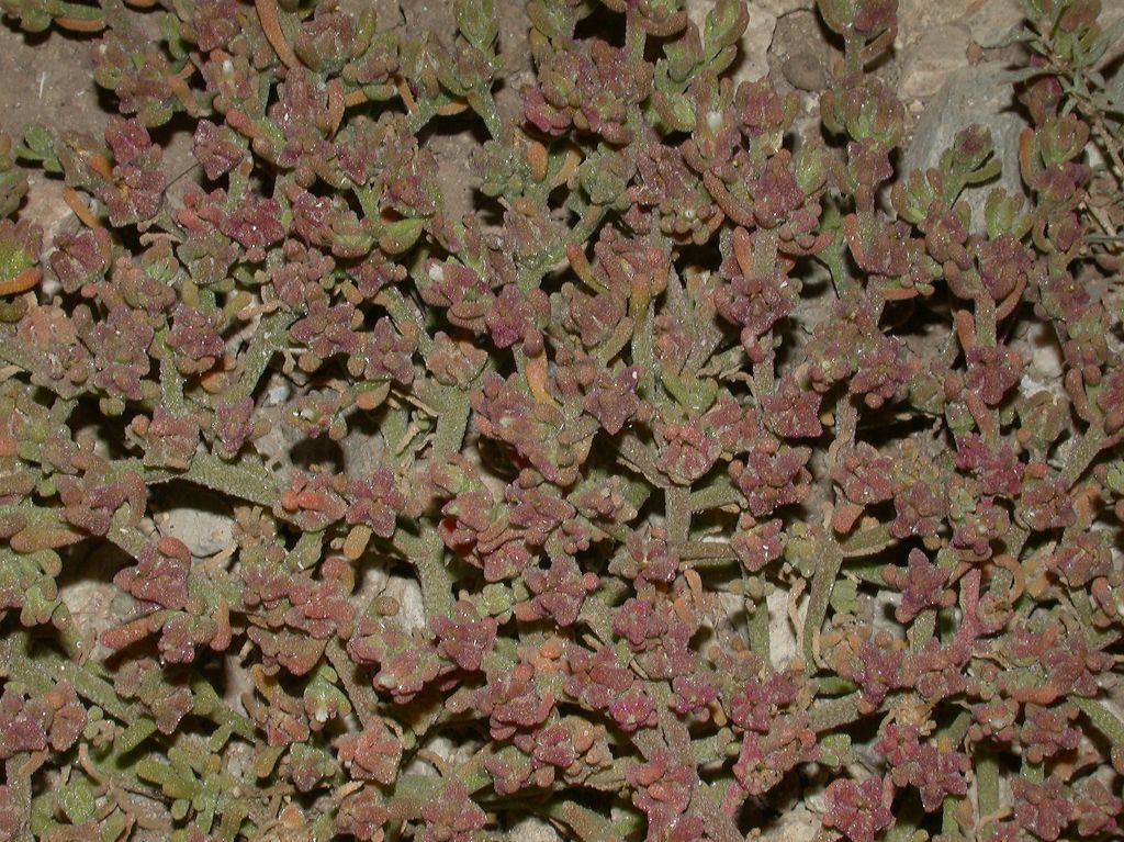 Aizoaceae Mesembryanthemum tuberosum