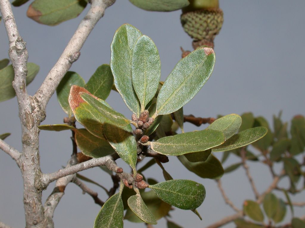 Fagaceae Quercus pacifica