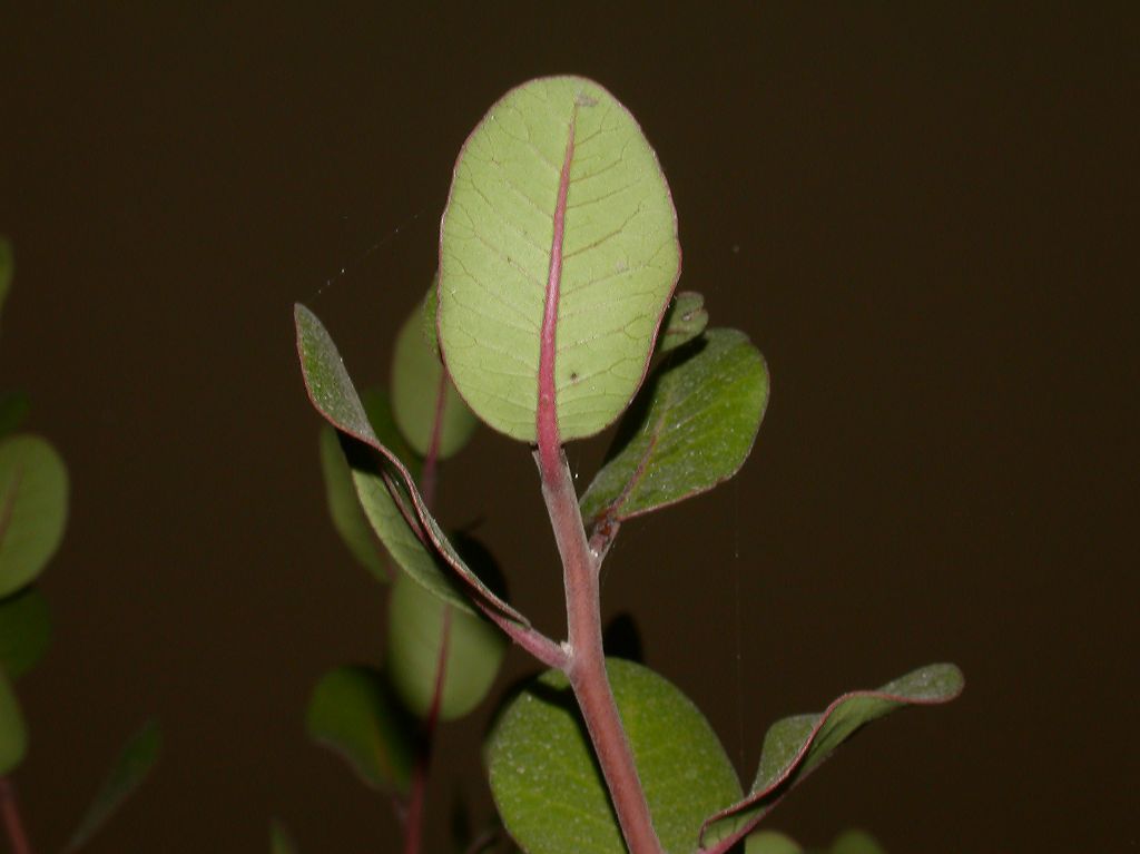 Anacardiaceae Rhus integrifolia