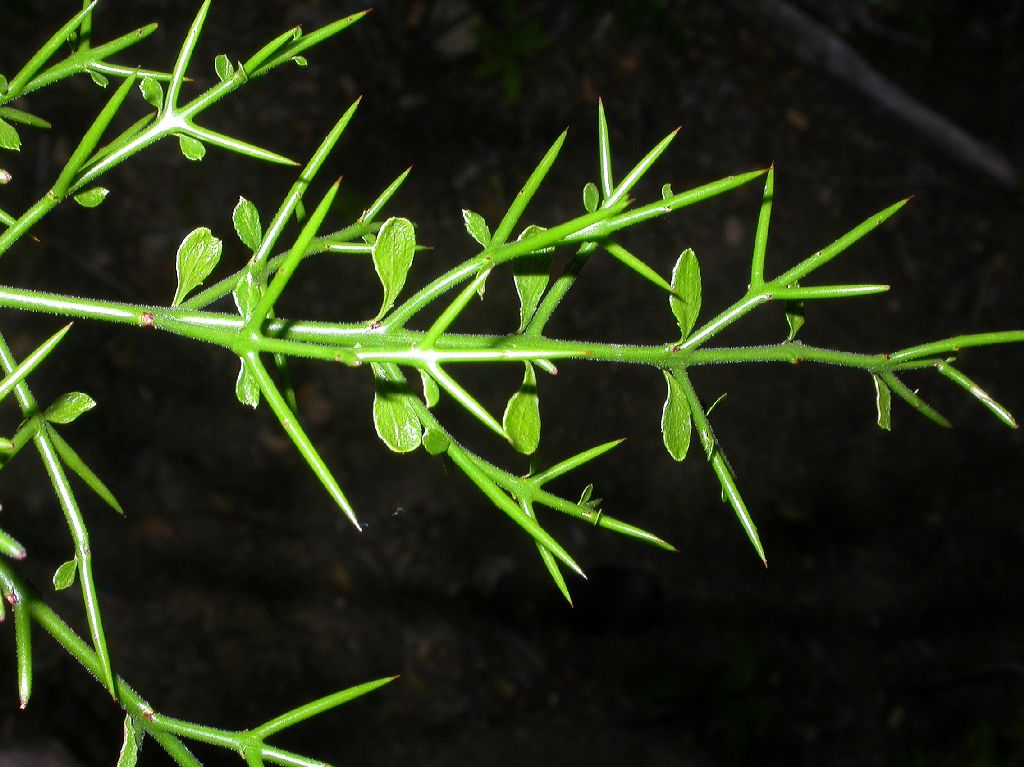 Rhamnaceae Colletia hystrix